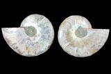 Cut & Polished Ammonite Fossil - Agatized #103078-1